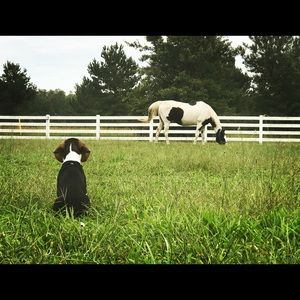 Meet your Posher, Heidi